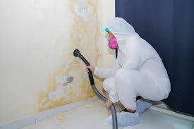 Best Basement Mold Removal in USA